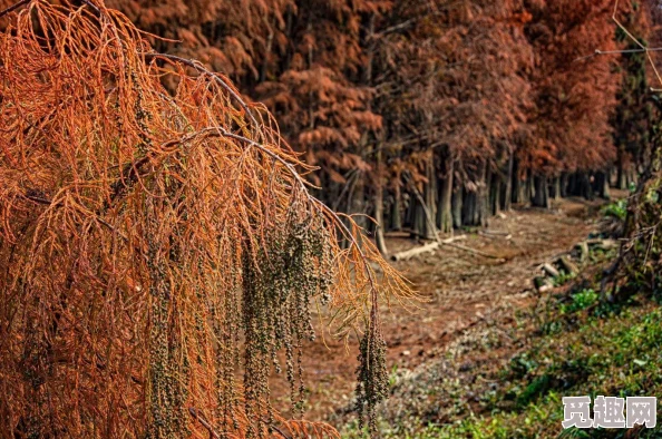 DNF旅人角色应如何选择最适合自己的光环装备