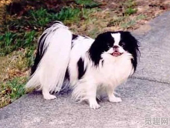 《保卫萝卜4》法老归来系列第69关详细通关策略与攻略指南 《保卫萝卜4》法老归来系列第69关详细通关策略与攻略指南