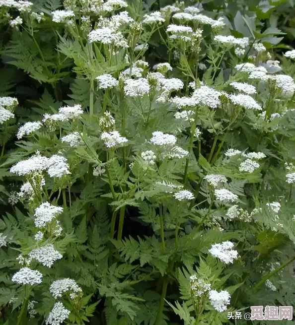 分析第七史诗中洁若米亚的角色价值：她是否值得玩家深入培养？