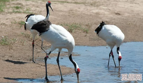 JAPONENSISJAVA成熟在这里，科学家惊爆：这一发现将彻底改变未来植物研究方向！