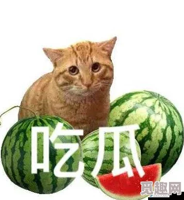 51吃瓜今日吃瓜必吃胖猫，网友热议胖猫背后的故事与趣味瞬间引发广泛关注