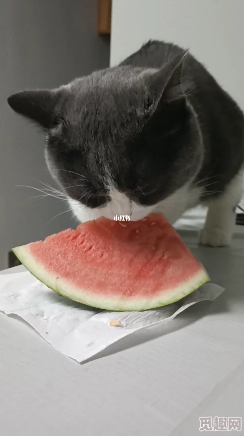 51吃瓜今日吃瓜必吃胖猫，网友热议胖猫背后的故事与趣味瞬间引发广泛关注