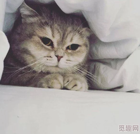 猫咪成人地域网名怎么取？掌握独特技巧，瞬间吸引目光，成为网络红人！