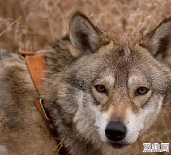 wwwxxxxx＂震惊世界：意外事件引发全球关注，背后真相令人难以置信！