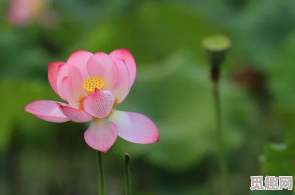 亭亭玉立国色天香四月天科普：发现稀有花种竟能治愈多种疾病，专家表示影响重大！