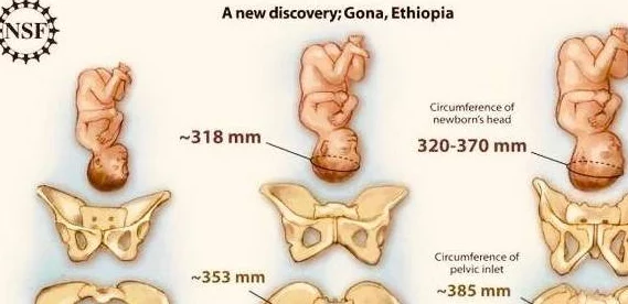 两根粗大前后夹击好爽：最新进展揭示了这一现象对人类心理和生理的深远影响，引发广泛关注与讨论