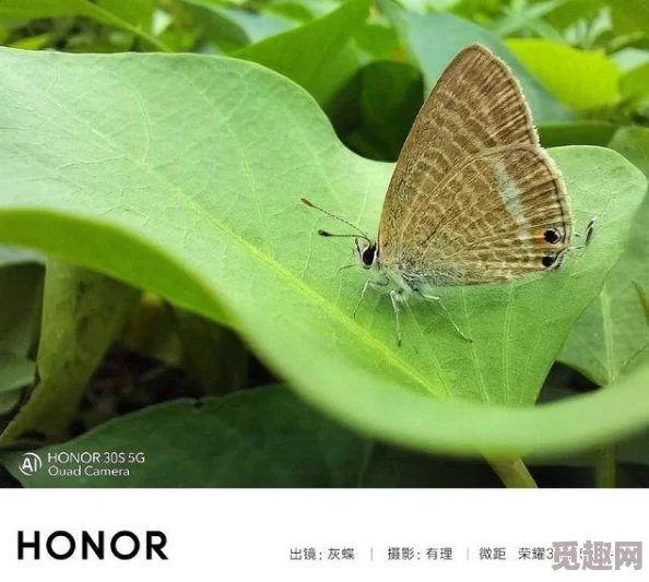 探索代号肉鸽中神奇花瓣的最佳用途：详尽形容词描述其多样应用介绍