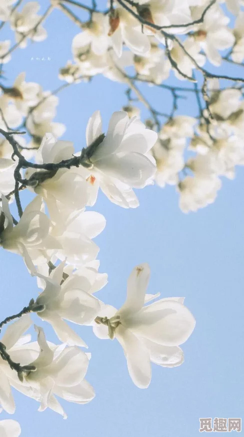 春暖花开象征着自然界的复苏与生机勃勃的景象