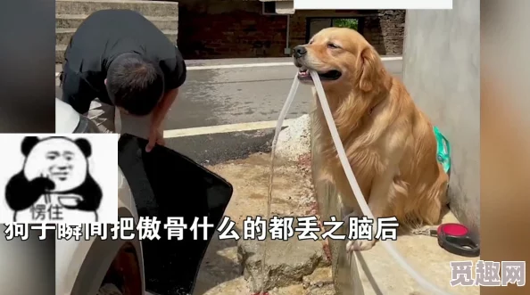 大胸女被人强行吸奶警犬赤龙