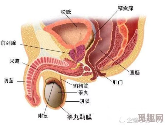 bl道具震动前列腺play是一种通过特殊工具刺激前列腺的性爱方式