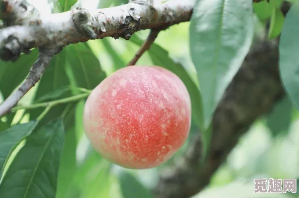 www.水蜜桃-一个关于美味水果的网站，提供新鲜水蜜桃的种植、采摘和销售信息