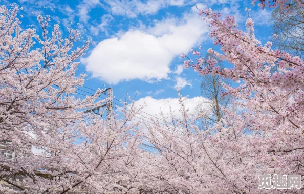 中文字幕久荜一区日本精品樱花盛开季节到访东京赏花游客激增