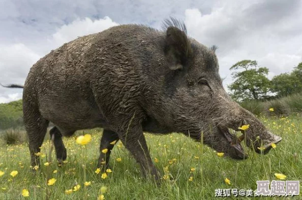 第一版主藏经阁小说排行榜野猪生命力顽强勇往直前展现自然的力量与美丽