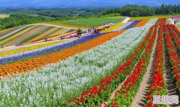 日本野花盛开季到来，漫山遍野，五彩缤纷，美不胜收