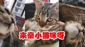 七日世界月亮猫获取攻略：揭秘高效捕捉与副本掉落爆料